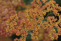 Yarrow, Achillea millifolium 'Walther Funcke'.