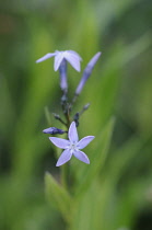 Eastern Blue Star, Amsonia orientalis.