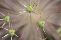 Allium, Allium giganteum.