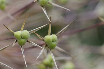 Allium, Allium giganteum.