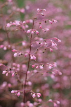 Coral bells, Coral flower, Heuchera.