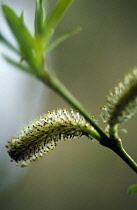 Willow, Salix purpurea.