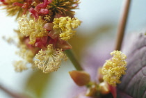 Castoroilplant, Ricinus communis.