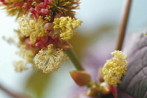 Castoroilplant, Ricinus communis.