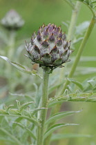 Globe Artichoke, Cynara scolymus.