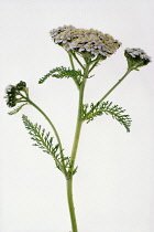 Yarrow, Achillea millefolium.