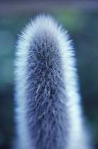 Cactus, Aporocactus.