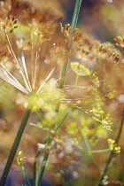 Fennel, Foeniculum vulgare.