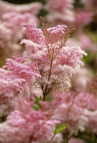 Dropwort, Filipendula vulgaris.