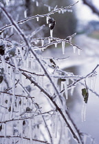 Bushcoveredice, Thorn bush.