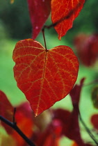 Forest Pansy, Cercis canadensis.