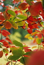 Dogwood, Pacific, Cornus nuttallii.