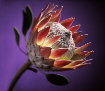 Protea, Protea cynaroides.
