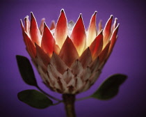 Protea, Protea cynaroides.