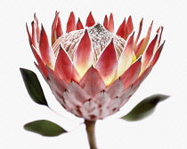 Protea, Protea cynaroides.
