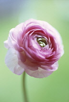 Ranunculus.