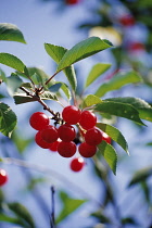 Cherry, Prunus.
