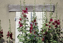 Hollyhock, Alcea rosea.