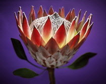 Protea, Protea cynaroides.