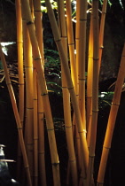 Bamboo, Phyllostachys viva x 'Aurecaulis'.