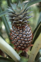 Pineapple, Ananas comosus.