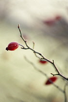 Rosehip, Rosa canina.