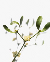 Mistletoe, Viscum album.