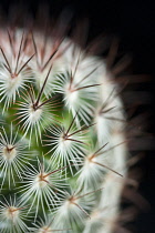 Cactus, Pincushion cactus, Mammillaria microhelia.