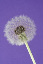 Dandelion clock, Taraxacum officinale.