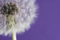 Dandelion clock, Taraxacum officinale.