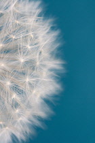 Dandelion clock, Taraxacum officinale.