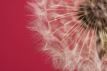 Dandelion clock, Taraxacum officinale.