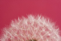 Dandelion clock, Taraxacum officinale.