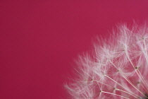 Dandelion clock, Taraxacum officinale.