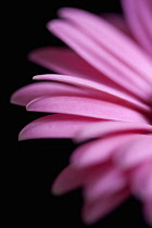 Gerbera, Barberton daisy, Gerbera jamesonii.