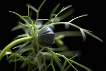 Love-in-a-mist, Nigella damascena.