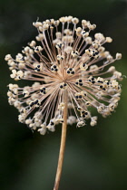 Allium', Allium Hollandicum 'Purple Sensation.