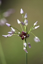 Allium, Allium roseum.