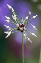 Allium, Allium roseum.