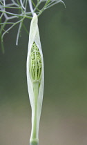 Fennel, Bronze fennel, Foeniculum vulgare 'Purpureum'.