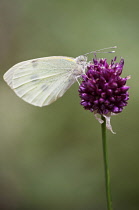 Allium, Allium sphaerocephalon.