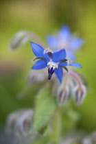 Borage, Borago officinalis.