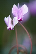 Cyclamen, Cyclamen hederifolium.