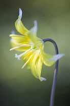 Dog'stoothviolet, Erythronium 'Pagoda'.