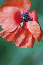 Poppy, Papaver rhoeas.