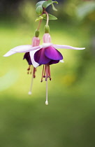 Fuchsia, Fuchsia 'La Campanella'.