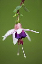 Fuchsia, Fuchsia 'La Campanella'.