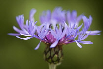 GreaterKnapweed, Centaurea scabiosa.