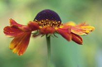 Helen's Flower, Sneezeweed, Helenium 'Moerheim Beauty'.