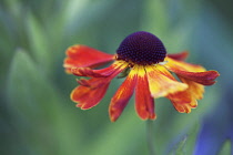 Helen's Flower, Sneezeweed, Helenium 'Moerheim Beauty'.